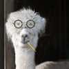 alpaca-in-glasses_sm.jpg